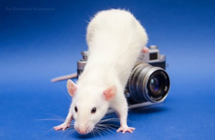 Cum se fac fotografii ale șobolanilor mici decorativi