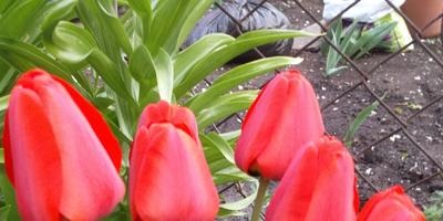 Як зберегти і використовувати цибулини тюльпанів, привезені з Голландії в лютому відповіді експертів