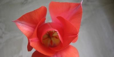 Як зберегти і використовувати цибулини тюльпанів, привезені з Голландії в лютому відповіді експертів