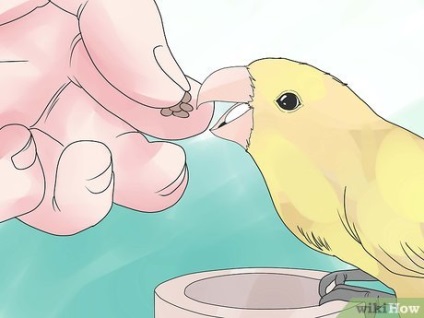 Cum să-ți antrenezi canarul