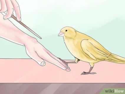 Cum să-ți antrenezi canarul