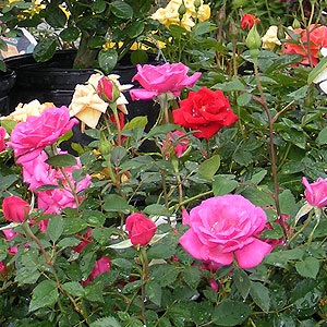 Як вирощувати троянди в своєму саду