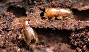 Cum să scapi de un gândac de coajă