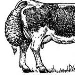 Cum să remediați uterul căzut înapoi, vitele de animale