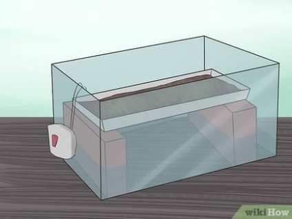 Cum să aveți grijă de ouăle șopârlă
