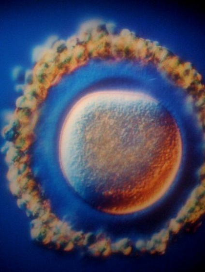 Як зароджується людське життя розвиток від ембріона до 9 місяці, bom-bom
