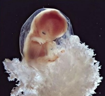 Cum se dezvoltă viața umană de la embrion la 9 luni, bom-bom
