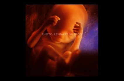 Cum se dezvoltă viața umană de la embrion la 9 luni, bom-bom