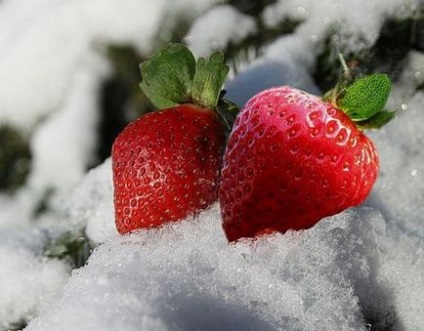 Cum să protejeze căpșunile de înghețurile recurente