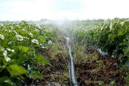 Як захистити полуницю від поворотних заморозків