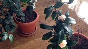 Camellia otthoni gondozást és a növekvő egy virágos kert, terjedése és az átültetést