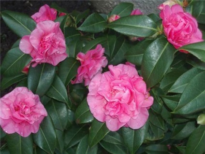 Camellia - îngrijirea pentru camellia