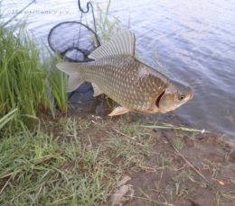 Crapul este un hibrid, care diferă de crapul obișnuit (hibrid) Crapul este un hibrid, care diferă de crapul obișnuit