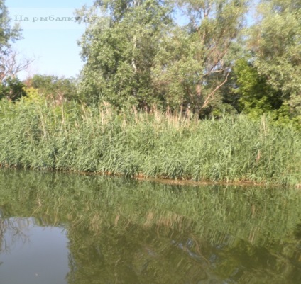 Карась гібрид, чим відрізняється оот звичайного карася