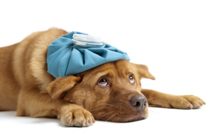 Köhögés kutyáknál okoz, tünetei és kezelése a terrier köhögés étkezés után