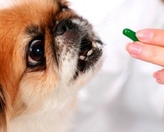 Кашель у собак причини, симптоми і лікування, той тер'єр кашляє після їжі