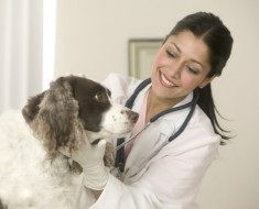 Кашель у собак причини, симптоми і лікування, той тер'єр кашляє після їжі