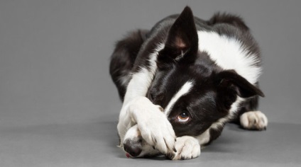 Köhögés kutyáknál okoz, tünetei és kezelése a terrier köhögés étkezés után