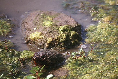 Broasca țestoasă Cayman în natură și în terariu, site-ul acvariului