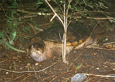 Broasca țestoasă Cayman în natură și în terariu, site-ul acvariului
