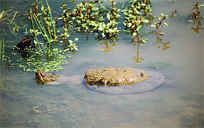 Кайманова черепаха в природі і в тераріумі, акваріумний сайт