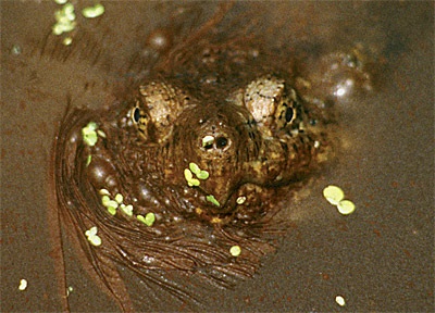 Кайманова черепаха в природі і в тераріумі, акваріумний сайт