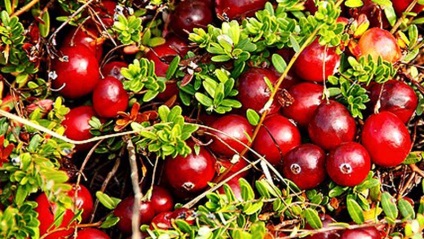 Cranberry proprietățile sale utile și contraindicații