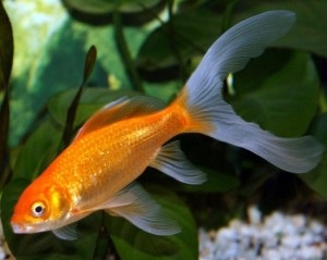Cometa (pește de aur), pește de acvariu
