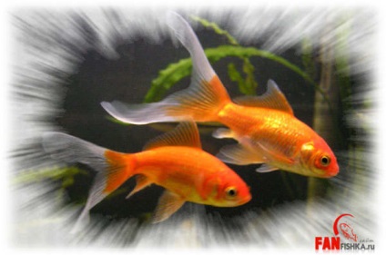 Conținutul de goldfish de competare breeding breeding diluție compatibilitate descrierea fotografiei de hrănire, pește de acvariu