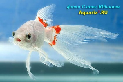 Conținutul de goldfish de competare breeding breeding diluție compatibilitate descrierea fotografiei de hrănire, pește de acvariu