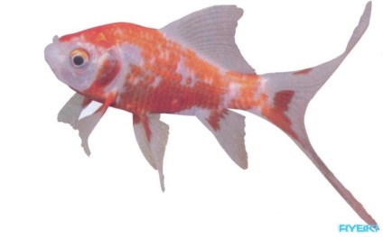 Комета золота рибка зміст розведення сумісність годування опис фото, акваріумні рибки