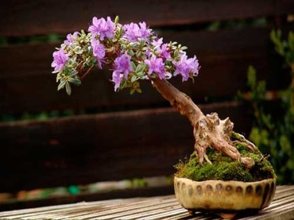 Beltéri bonsai és a belső világ