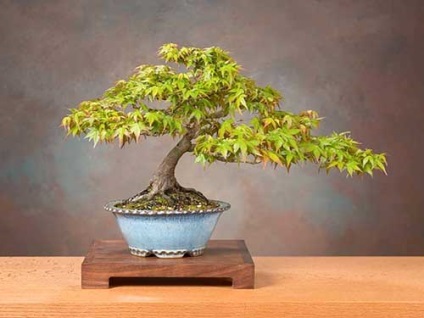 Beltéri bonsai és a lelki (beltéri), Beltéri bonsai és a belső világ
