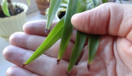 Chlorophytum растение насоки за грижа и репродукция