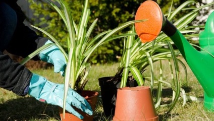 Principiile de clorofită a plantelor de îngrijire și reproducere a plantelor