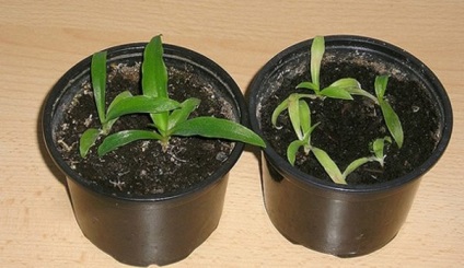 Chlorophytum Cserepes gondozási iránymutatásokat és a reprodukció