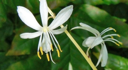 Chlorophytum Cserepes gondozási iránymutatásokat és a reprodukció