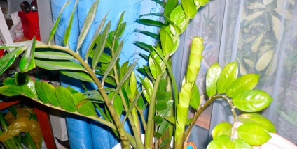Casa de plante zmiokulkas caracteristici de îngrijire la domiciliu