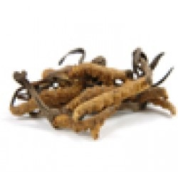 Cordyceps beneficiul cererii de proprietate