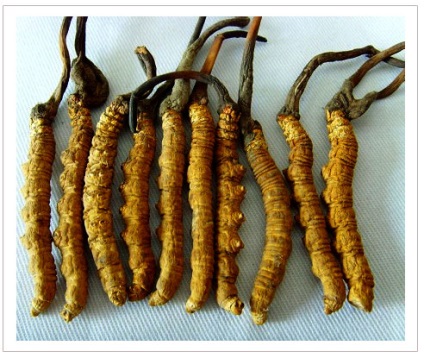 Cordyceps tulajdonságok javára alkalmazások