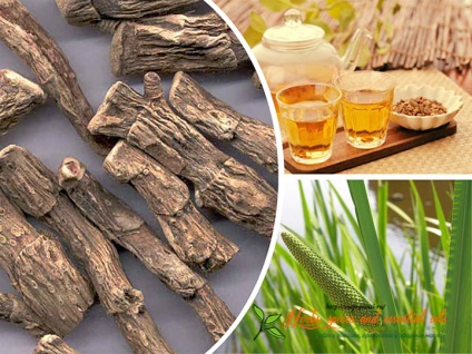 Calamus gyökér gumik - Adagoló és hagyományos receptek (használat) Calamus gyökér gumik - Adagoló és kedvelt receptek