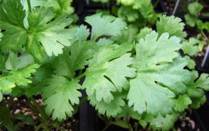 Cultivarea coriandrului (cilantro), proprietăți medicinale