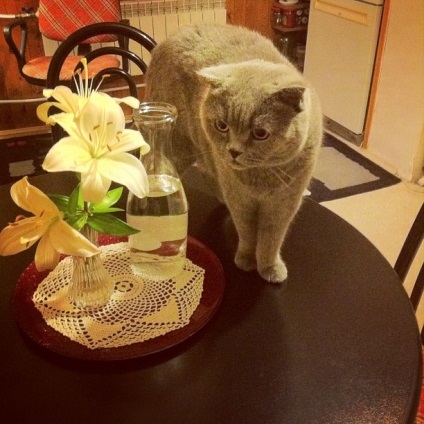 Pisica urcă pe masă, oblacco