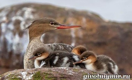 Cowhide Duck Bird