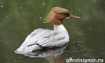 Cowhide Duck Bird