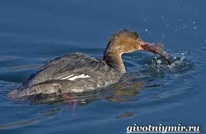 Cowhide Duck Bird