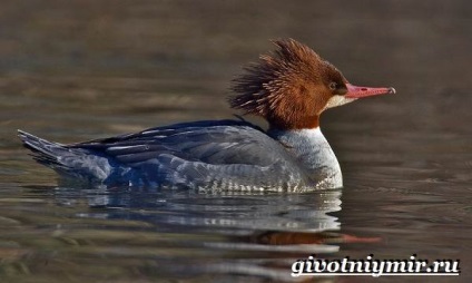 Cowhide Duck Bird