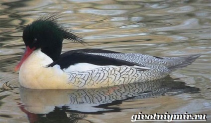 Cowhide Duck Bird