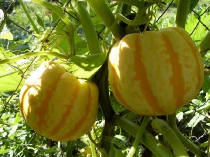 Rotundă de zucchini fotografie, varietate, semințe