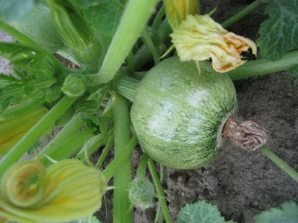 Rotundă de zucchini fotografie, varietate, semințe